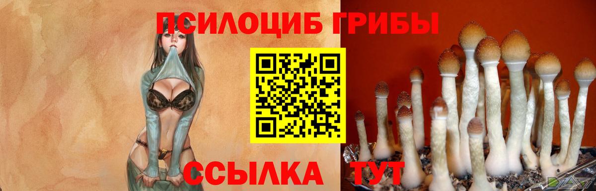 Волгодонск  цена наркотик  Вход с VPN  Псилоцибиновые грибы прущие грибы  Псилоцибиновые грибы ЛСД 